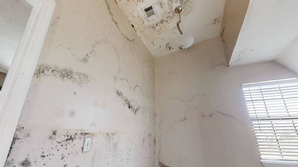 Biohazard Mold Removal in Wadesboro, NC