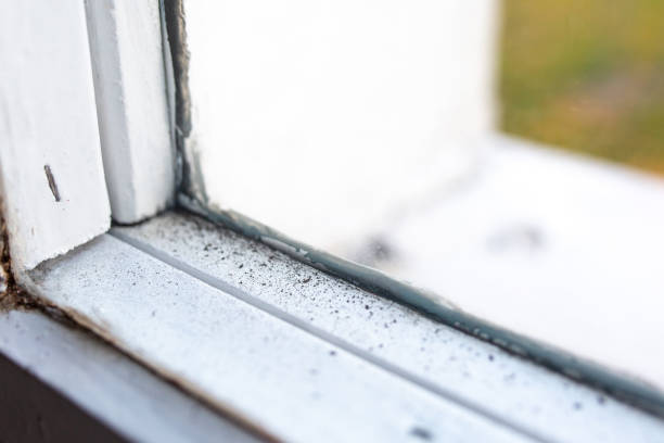 Trusted Wadesboro, NC Mold Removal Experts