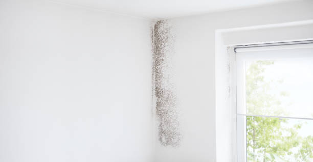 Best Real Estate Mold Inspection  in Wadesboro, NC