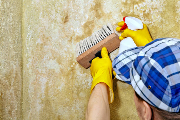 Best Attic Mold Removal  in Wadesboro, NC