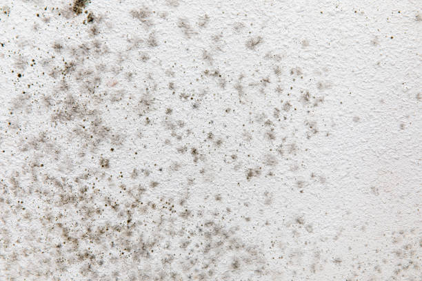 Best Asbestos and Lead Testing During Mold Inspection  in Wadesboro, NC