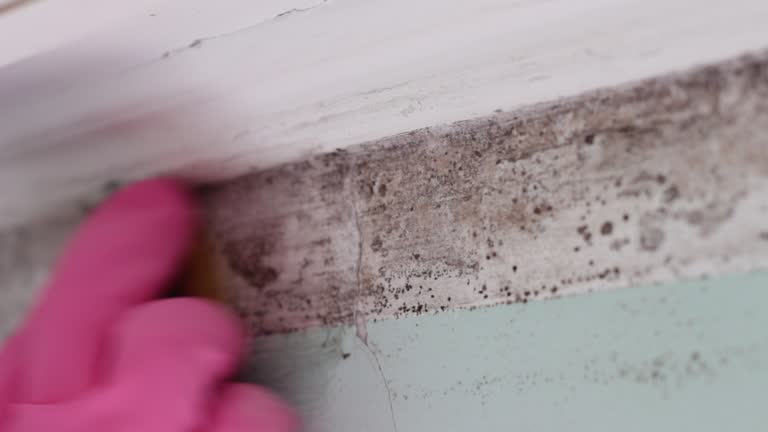 Best Mold Odor Removal Services  in Wadesboro, NC